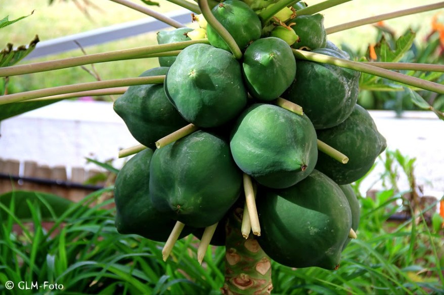 b65c6-atlantispark_022