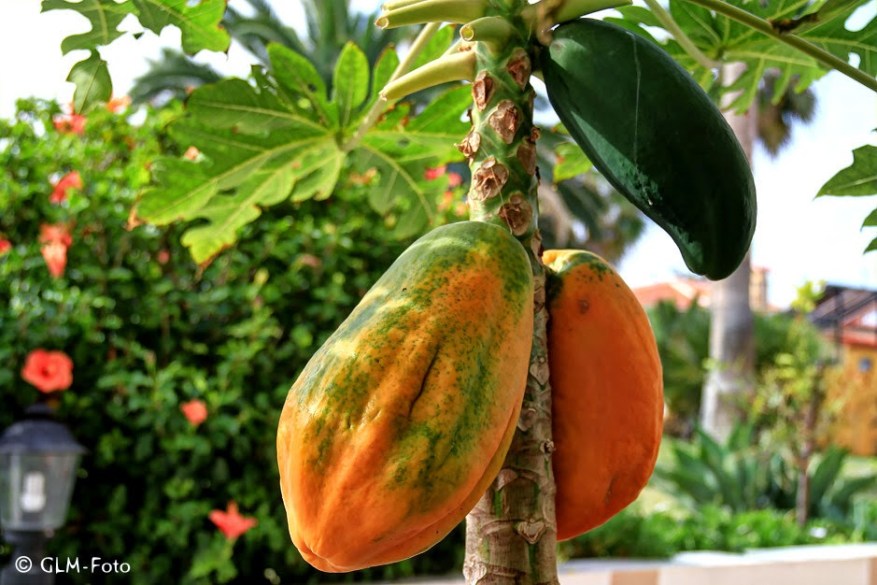 bd2cb-atlantispark_019