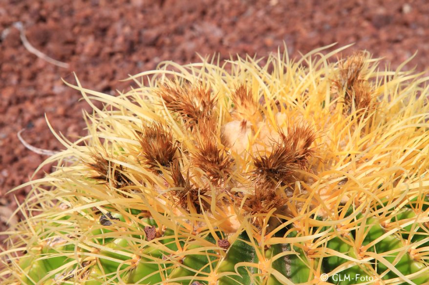 d93d7-dunapark_010-kaktus