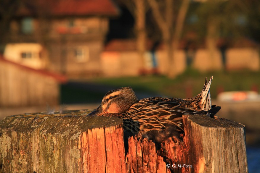 54c90-2017-04-21-Chieming_050