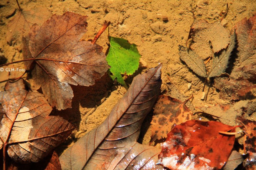 1a1a6-2017-10-14-SaalachseeFall_074