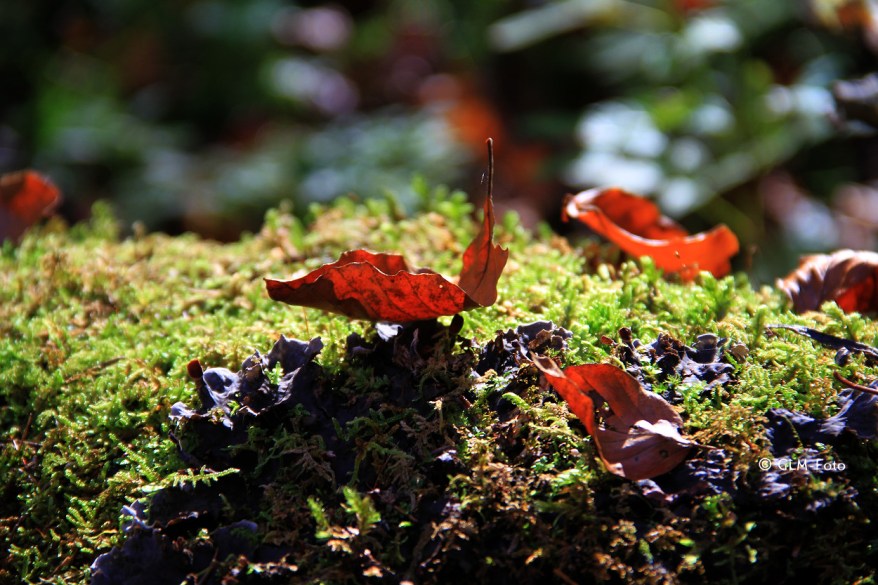 4c8d4-2017-10-18-StBartholomae_128