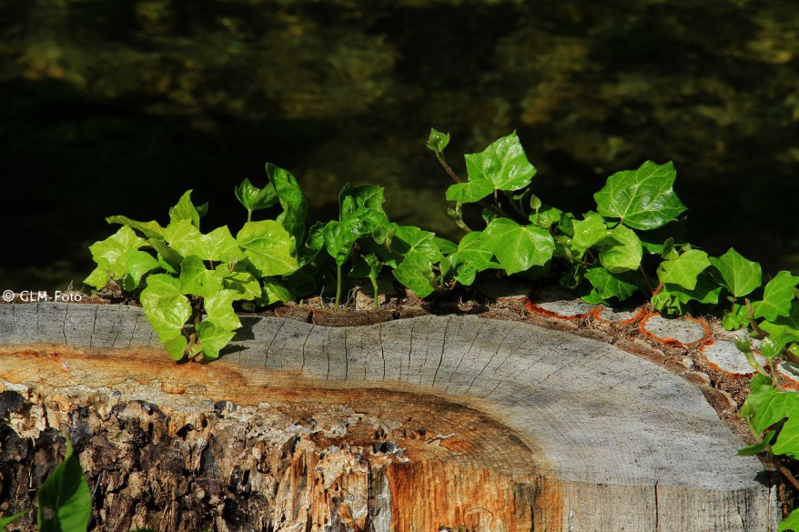 06-2017-06-16-SchwarzaWWeg_075