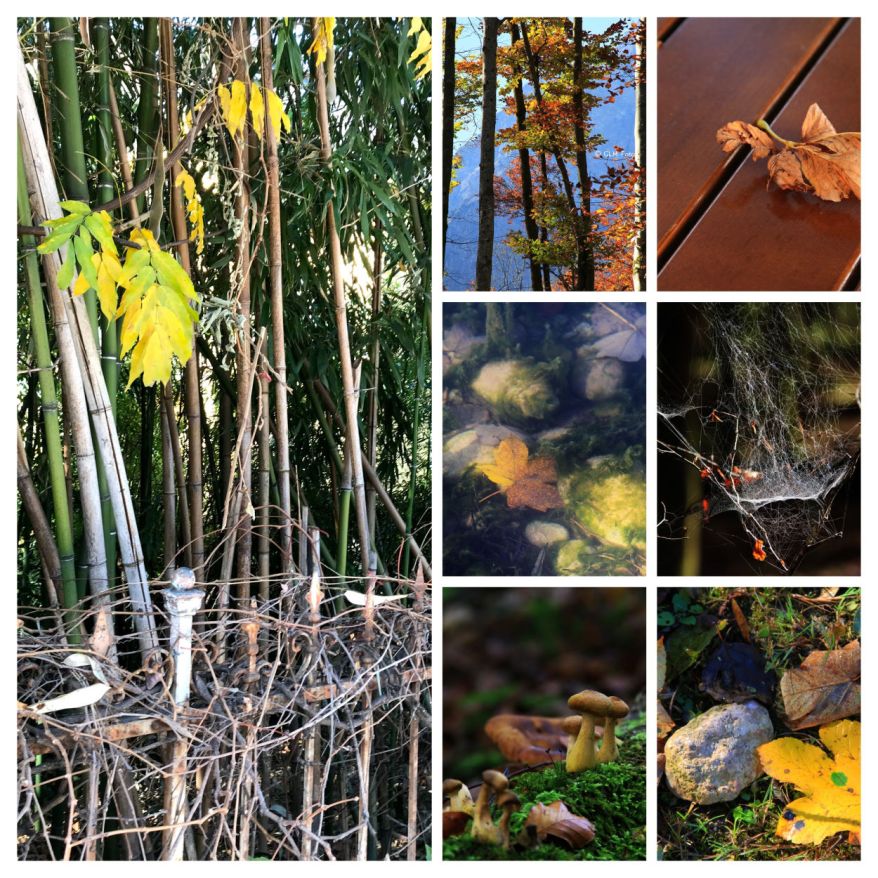 10-2017-10-FallCollage-1