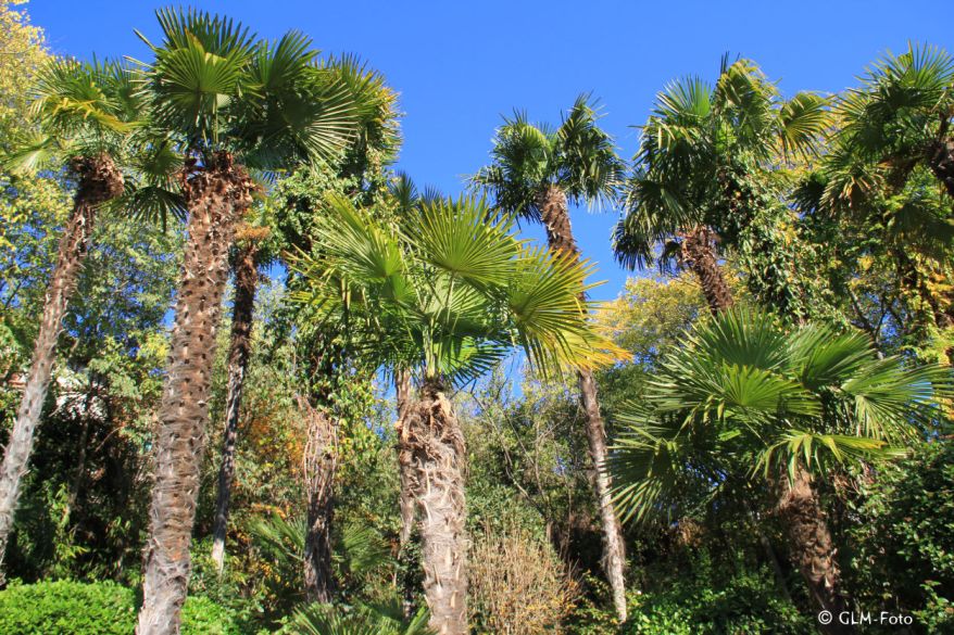 74782-2017-11-03-TappeinerWeg_043