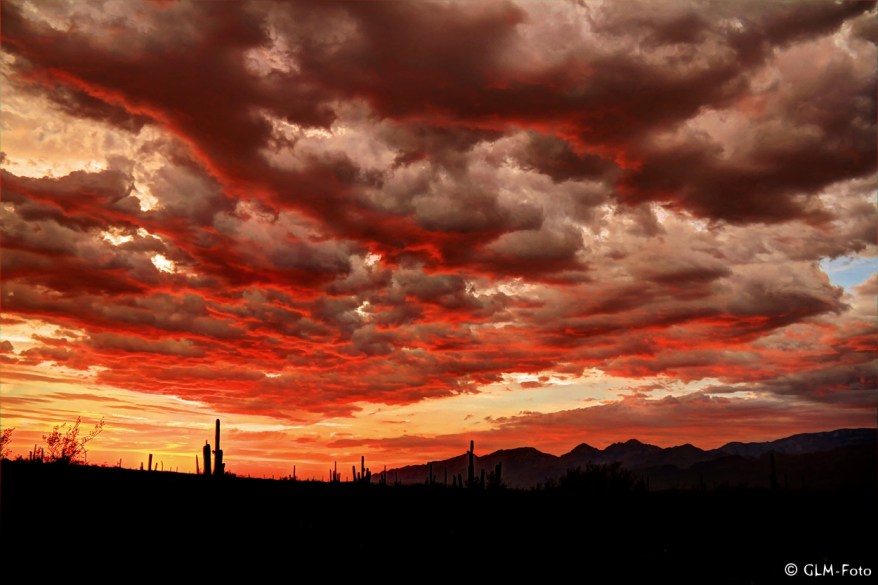 AZ-2012-07-27-Saguaro-NM_399