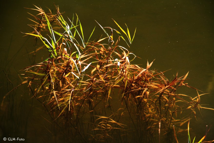 2017-10-14-SaalachseeFall_034