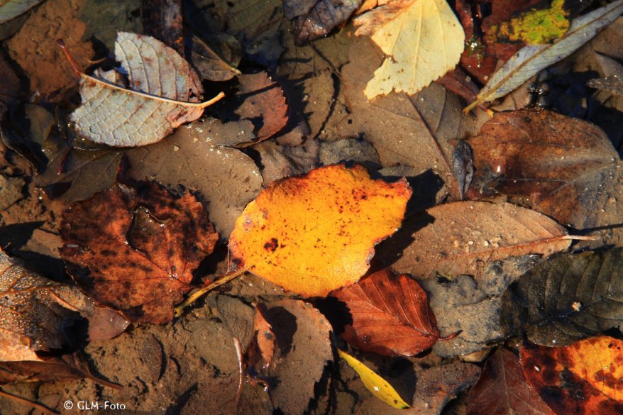 2017-10-14-SaalachseeFall_080